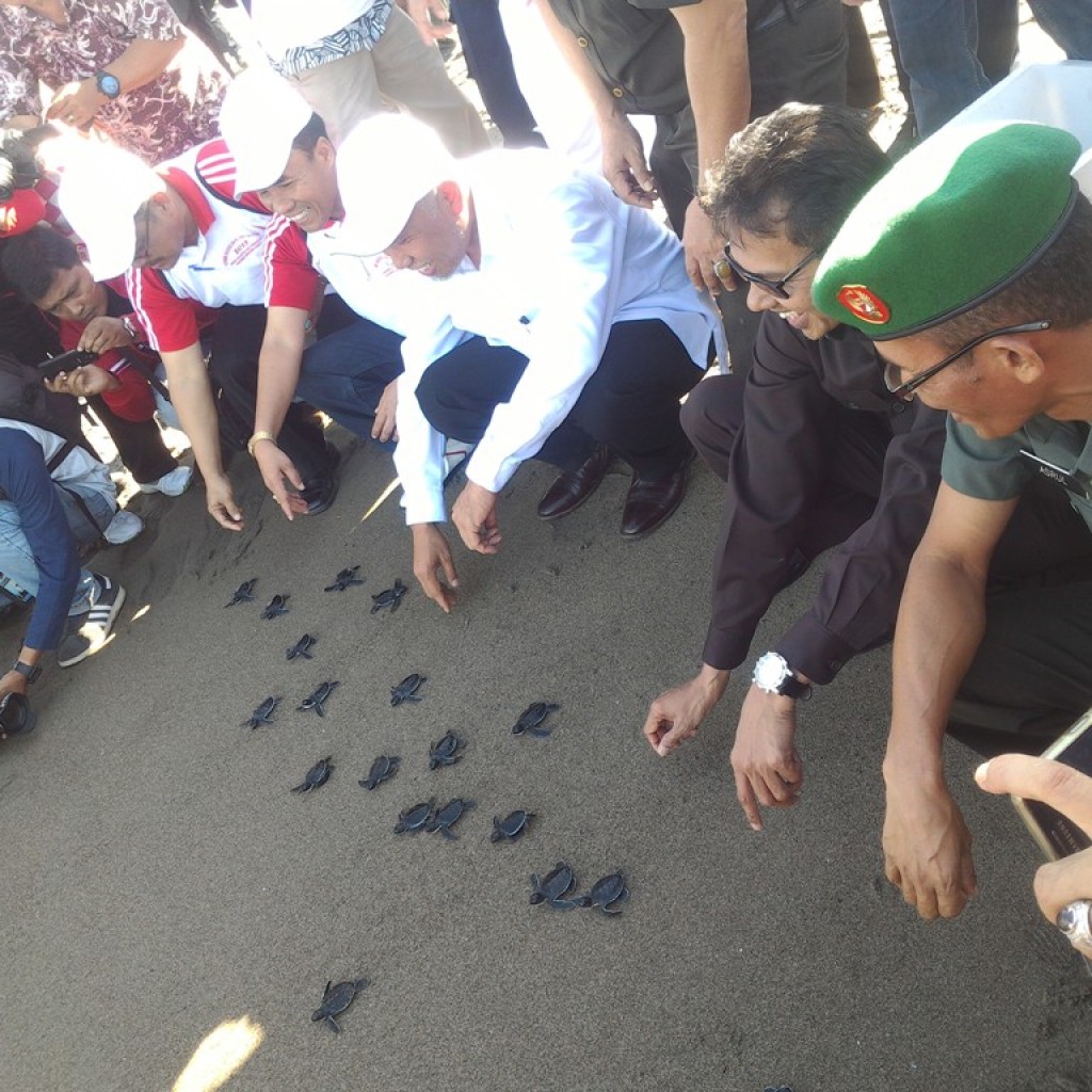 Gubernur Sumbar, Walikota Padang dan Wakil Ketua DPRD Padang melepas 300 ekor Penyu di Muara Lasak, Pantai Padang. Foto : Istimewa