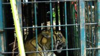 Seekor harimau Sumatra saat terperangkap di Pesisir Selatan Sumbar beberapa waktu lalu/ tanharimage